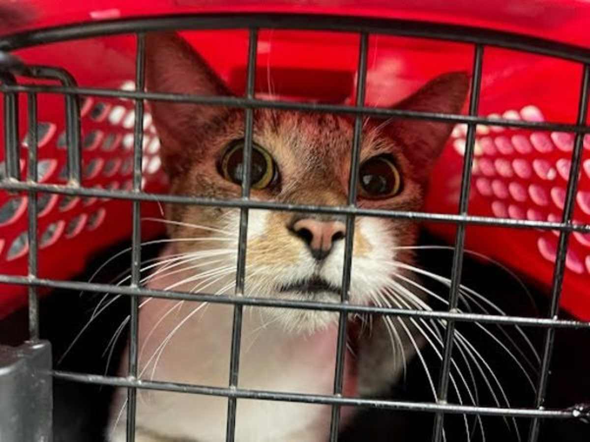 KADABRA - Domestic Shorthair available for adoption