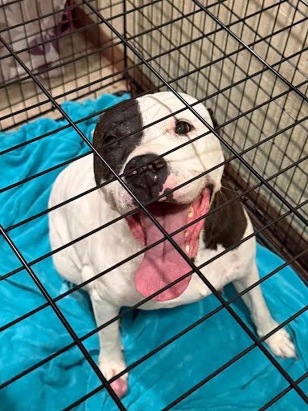 POPPA - American Staffordshire Terrier available for adoption