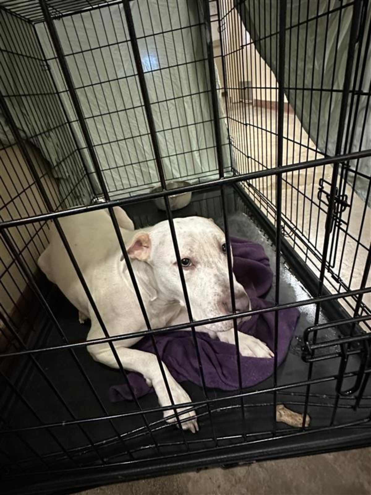 PALOMA - American Pit Bull Terrier available for adoption