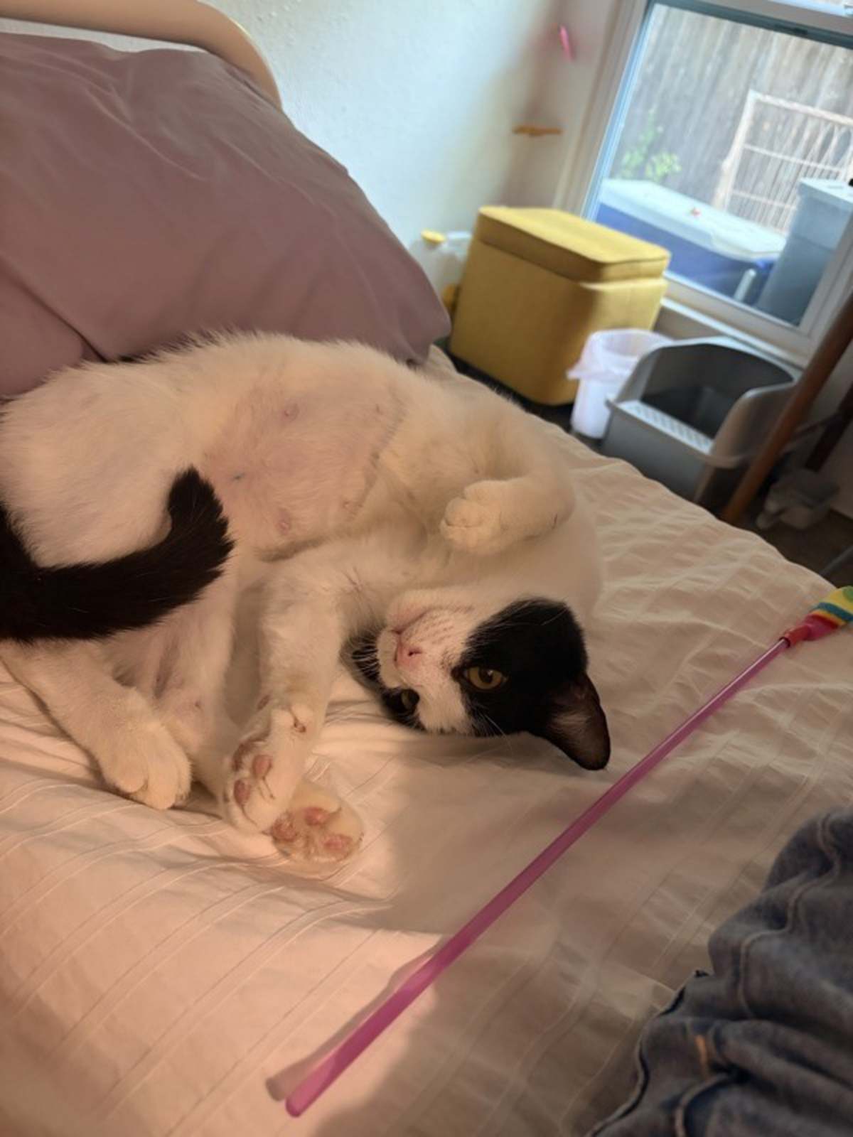 GRACE - Domestic Shorthair available for adoption