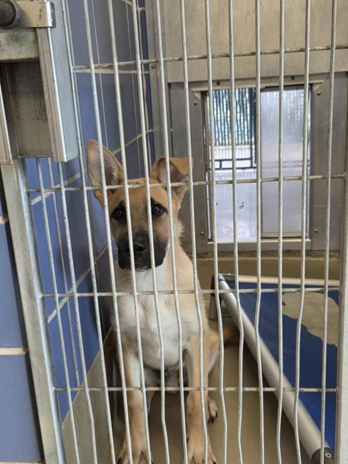 MAX - German Shepherd Dog available for adoption