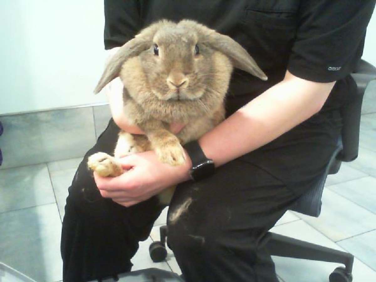 VIDELLE - Other / Unknown available for adoption