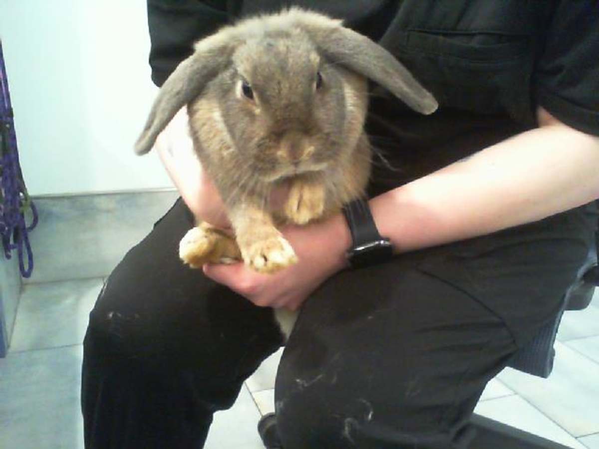 CHICHI - Other / Unknown available for adoption