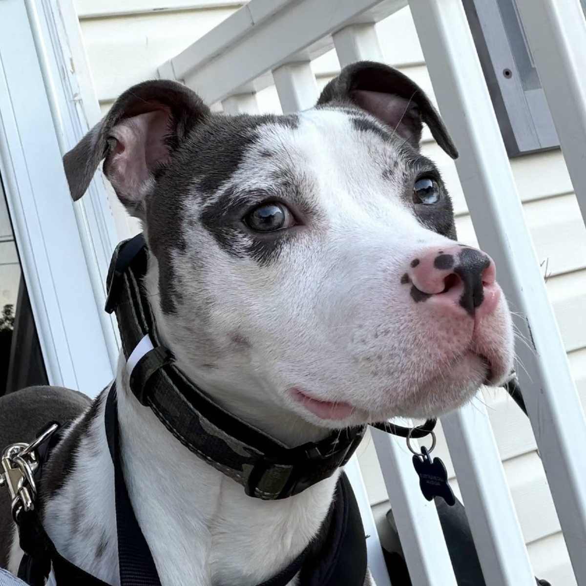 TRUZ - Catahoula Leopard Dog / Mixed Breed (Medium) available for adoption