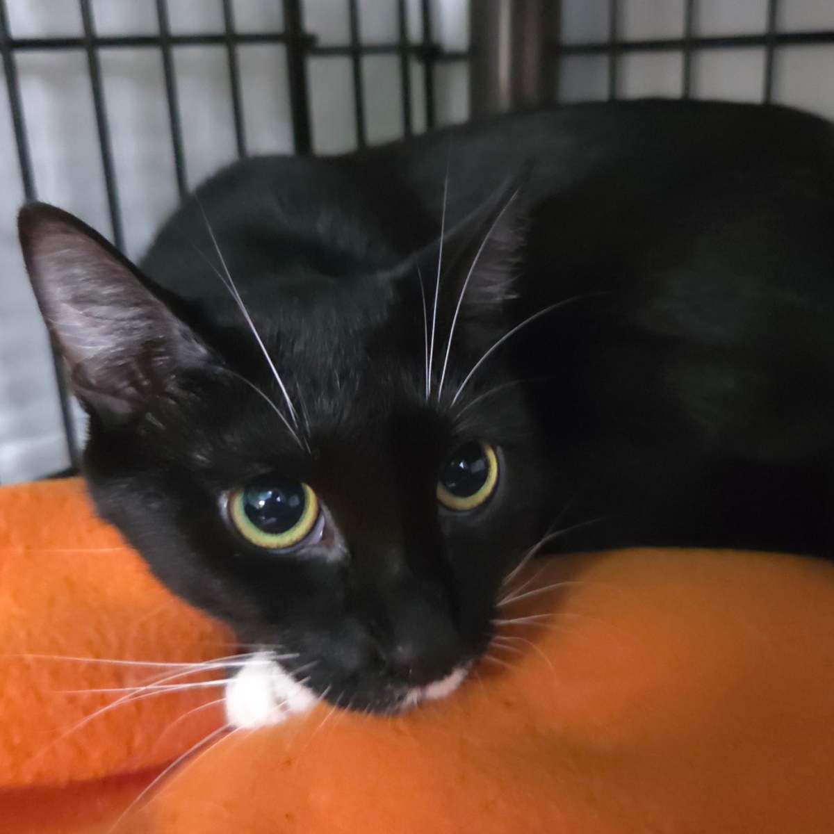 MOCHI - Domestic Shorthair available for adoption