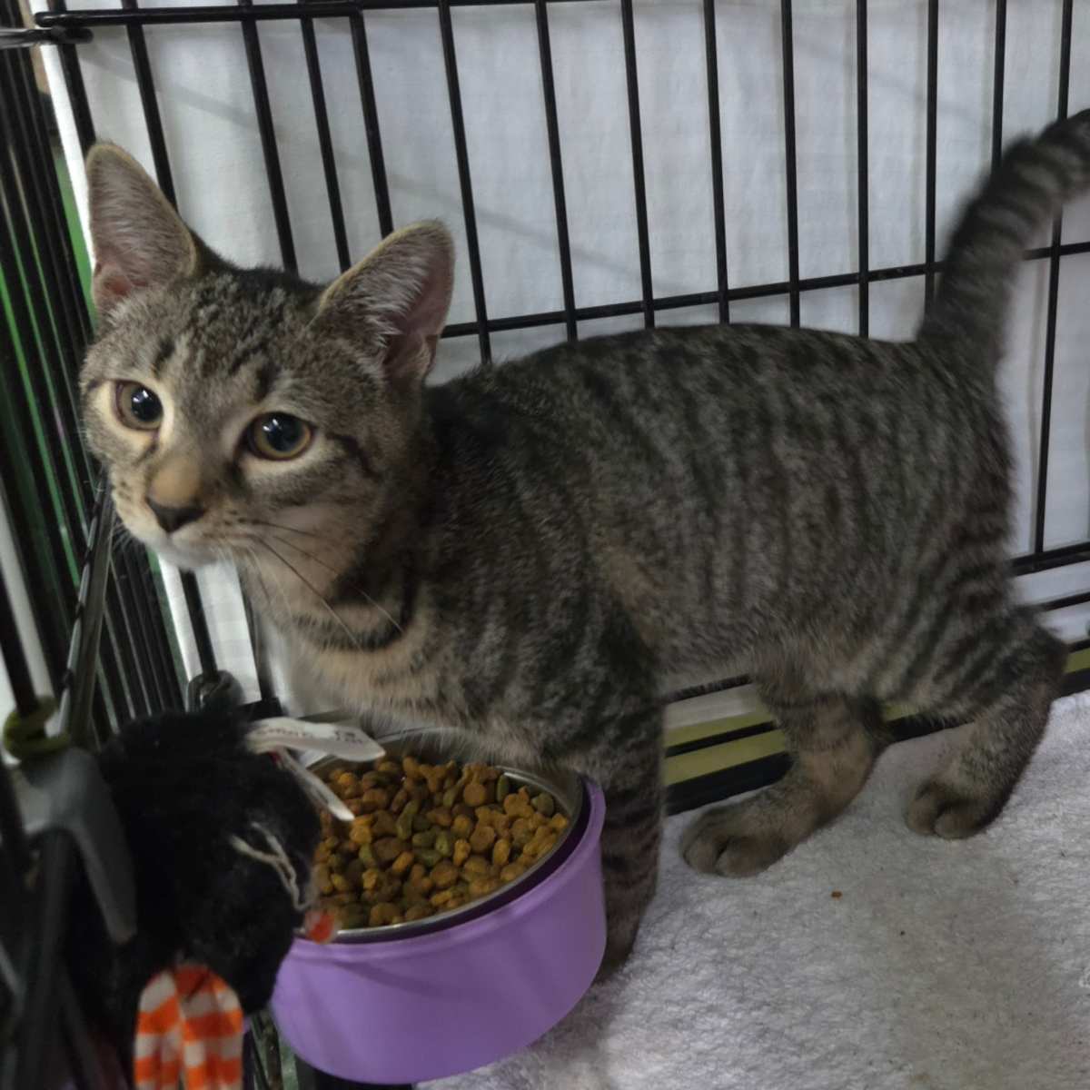 MUSHI - Domestic Shorthair available for adoption