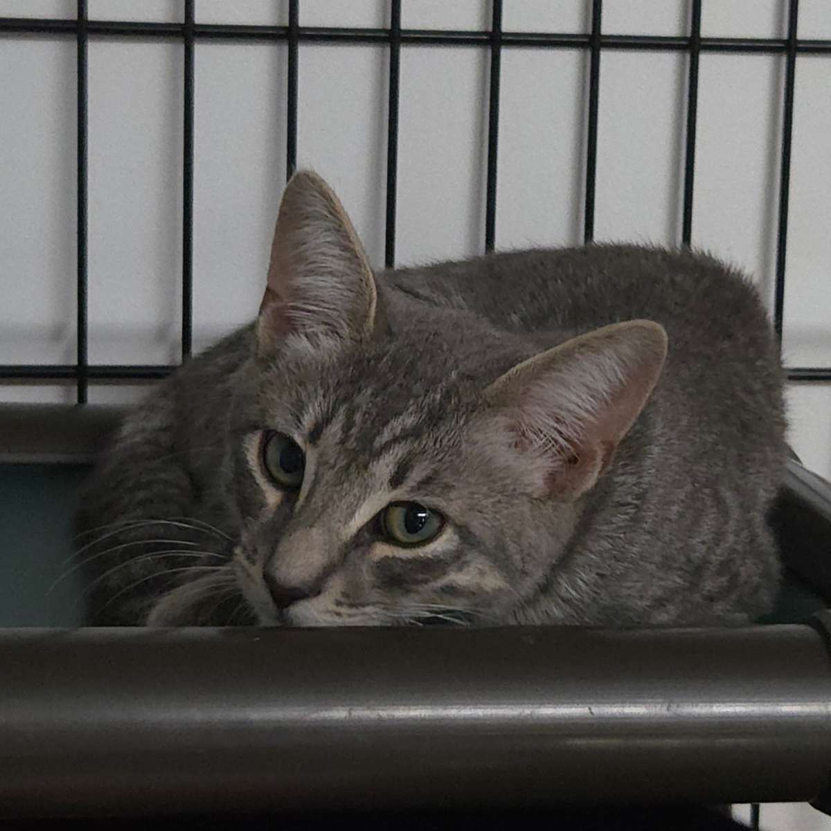 LICHEN - Domestic Shorthair available for adoption