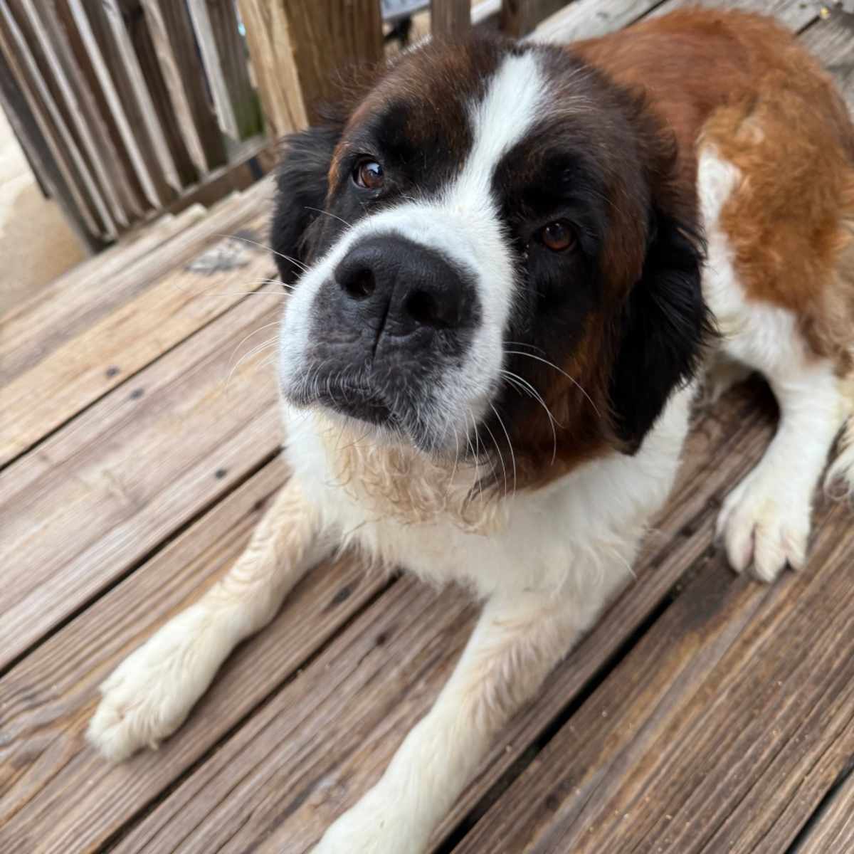 HOPE - St. Bernard available for adoption