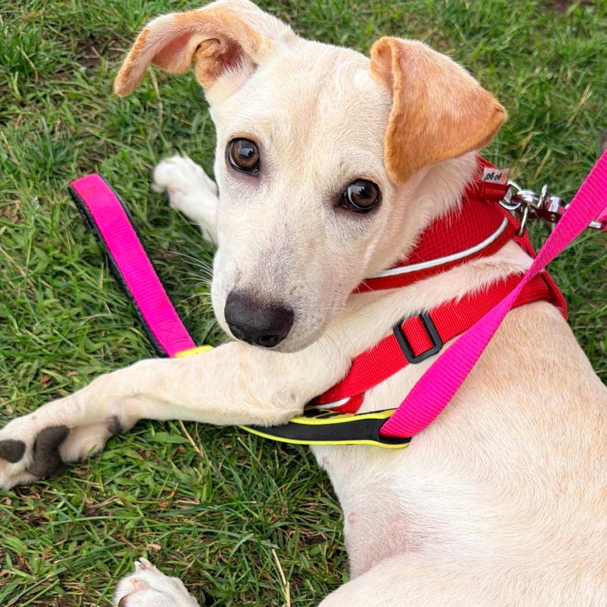 MARASCHINO - Terrier (Unknown Type, Medium) / Mixed Breed (Medium) available for adoption
