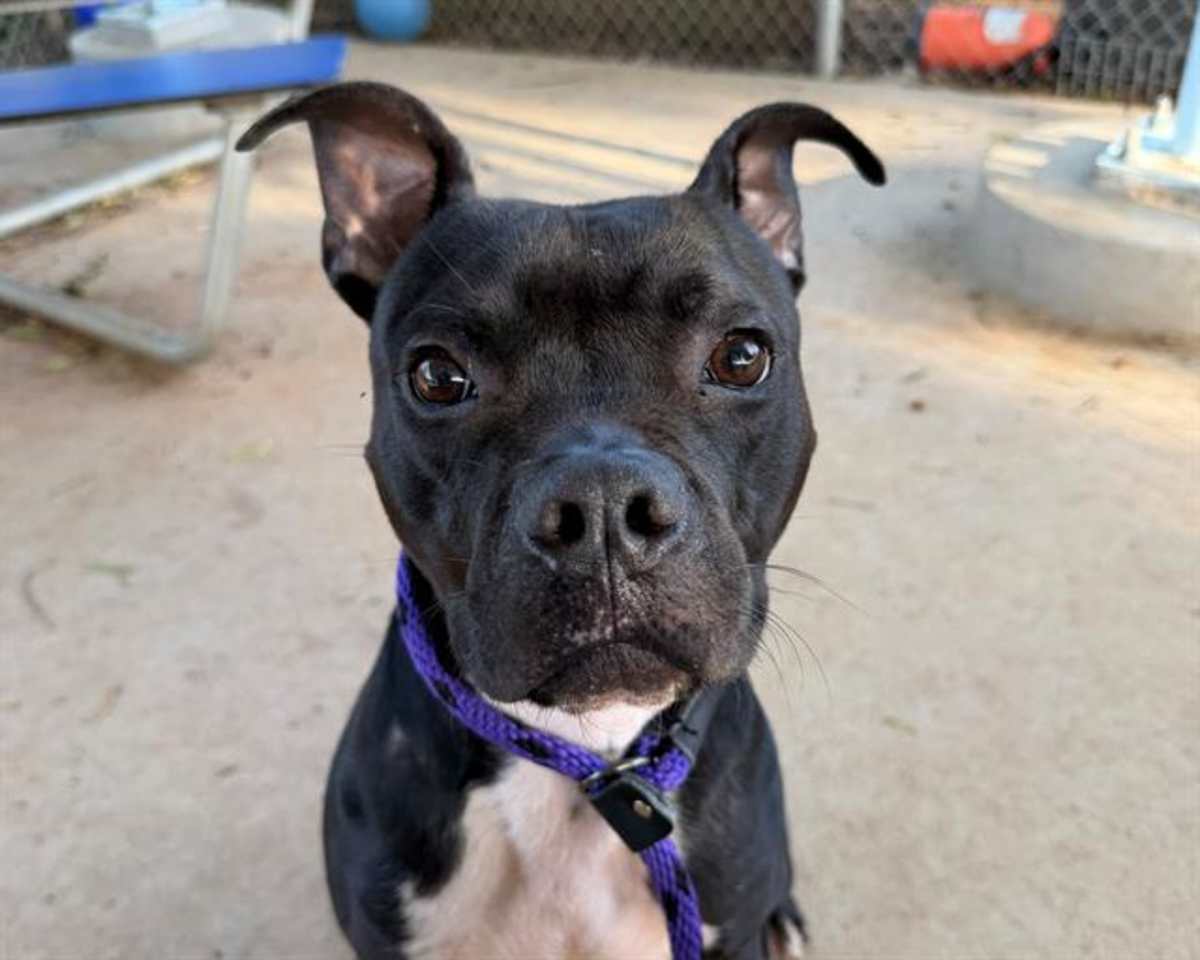 NORM - Boxer available for adoption