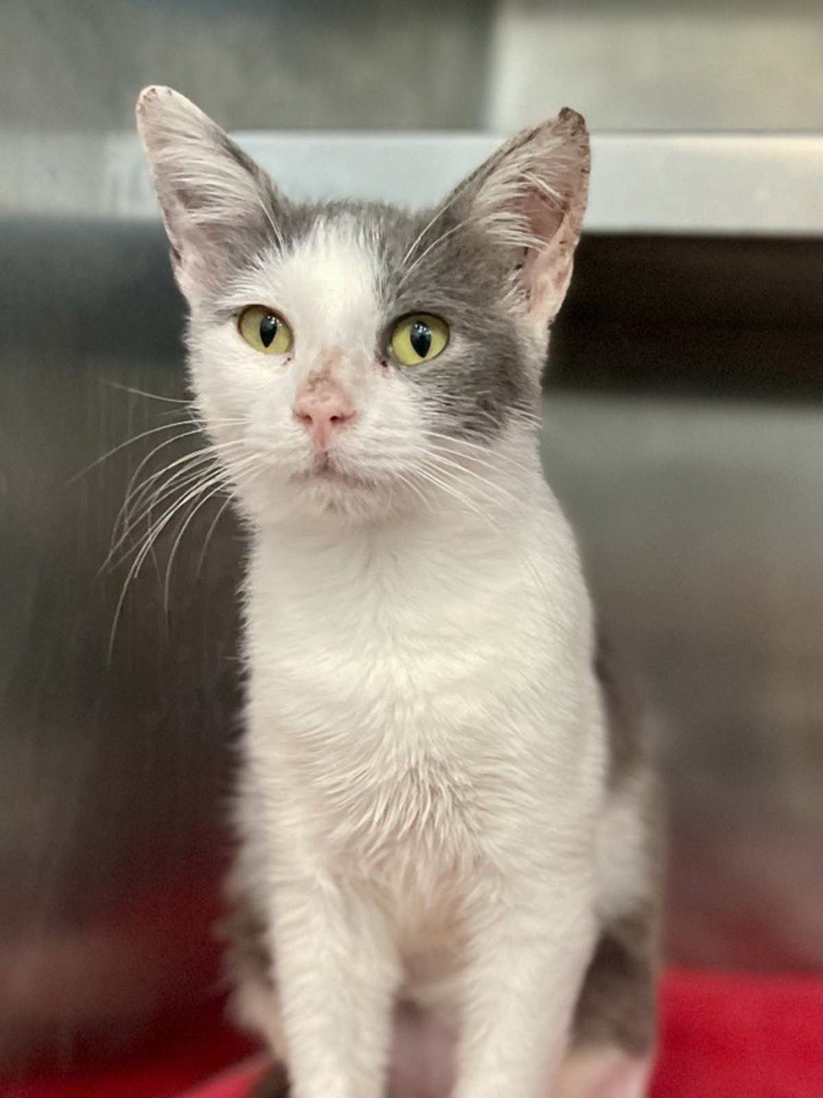 DORIAN - Domestic Shorthair available for adoption