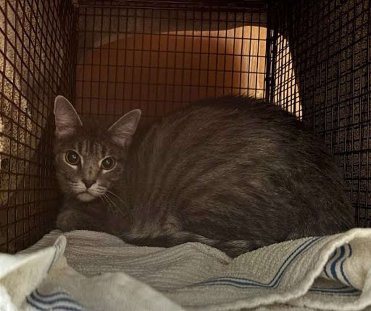 MUNCHKIN - Domestic Shorthair for adoption in Round Rock