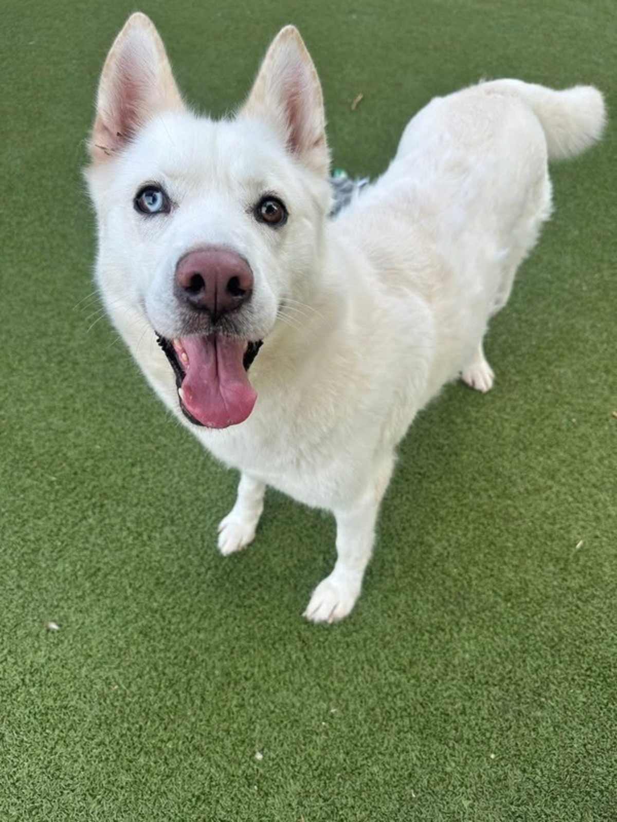 MILA AKA JENNA - Siberian Husky for adoption in Round Rock