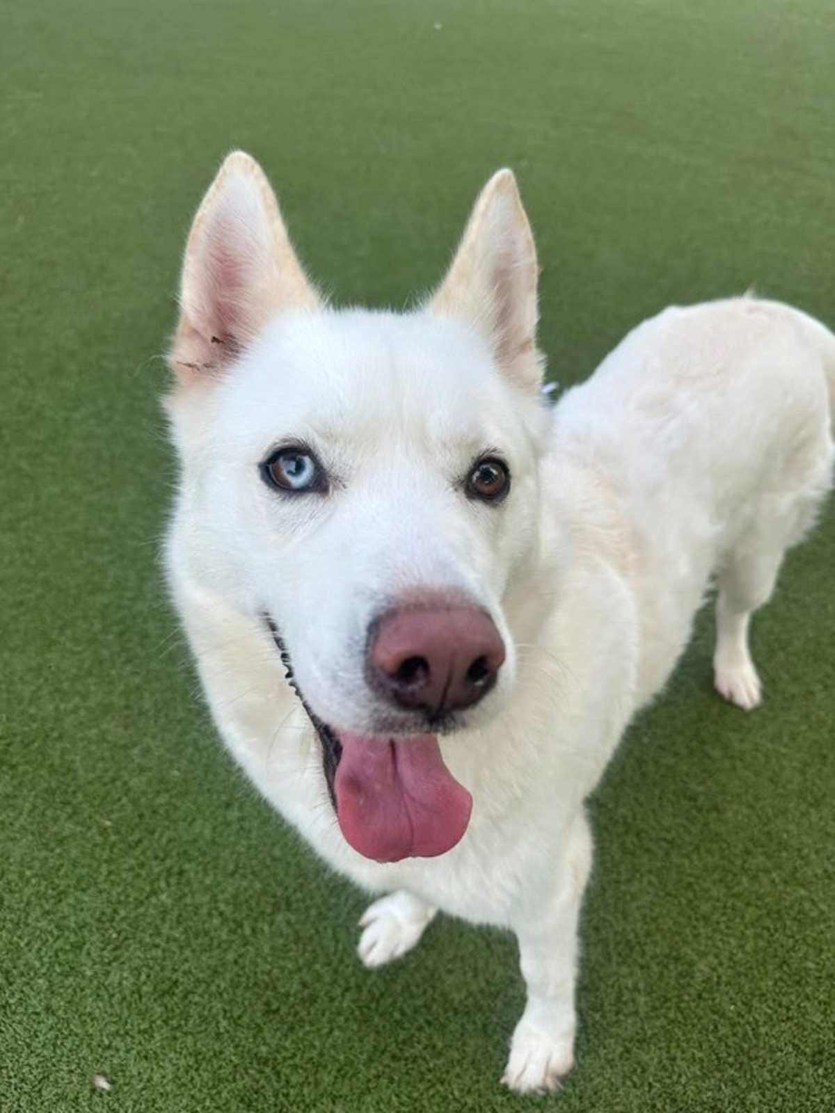 MILA AKA JENNA - Siberian Husky available for adoption