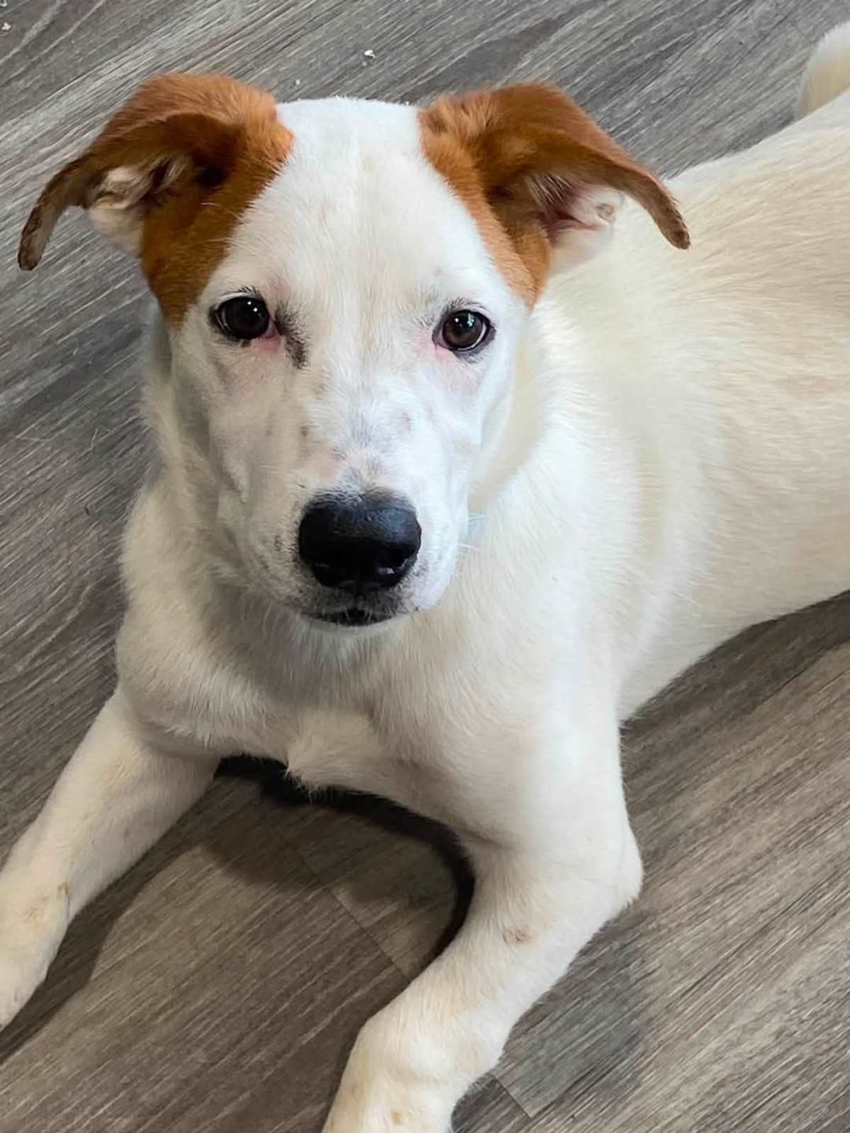 ZIPPO ~ MEET ME! - Australian Shepherd / Labrador Retriever available for adoption