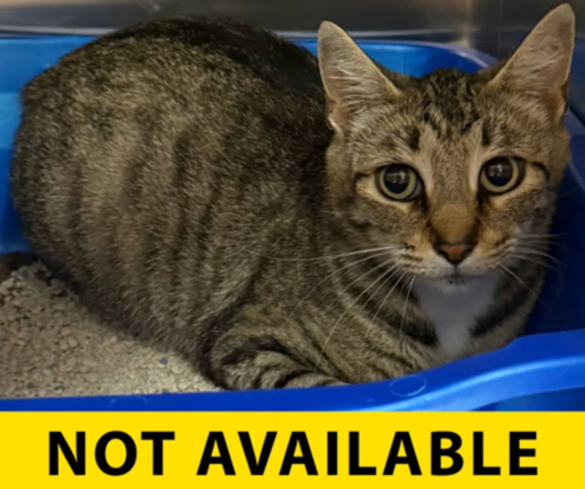 DC MOM - Domestic Shorthair available for adoption