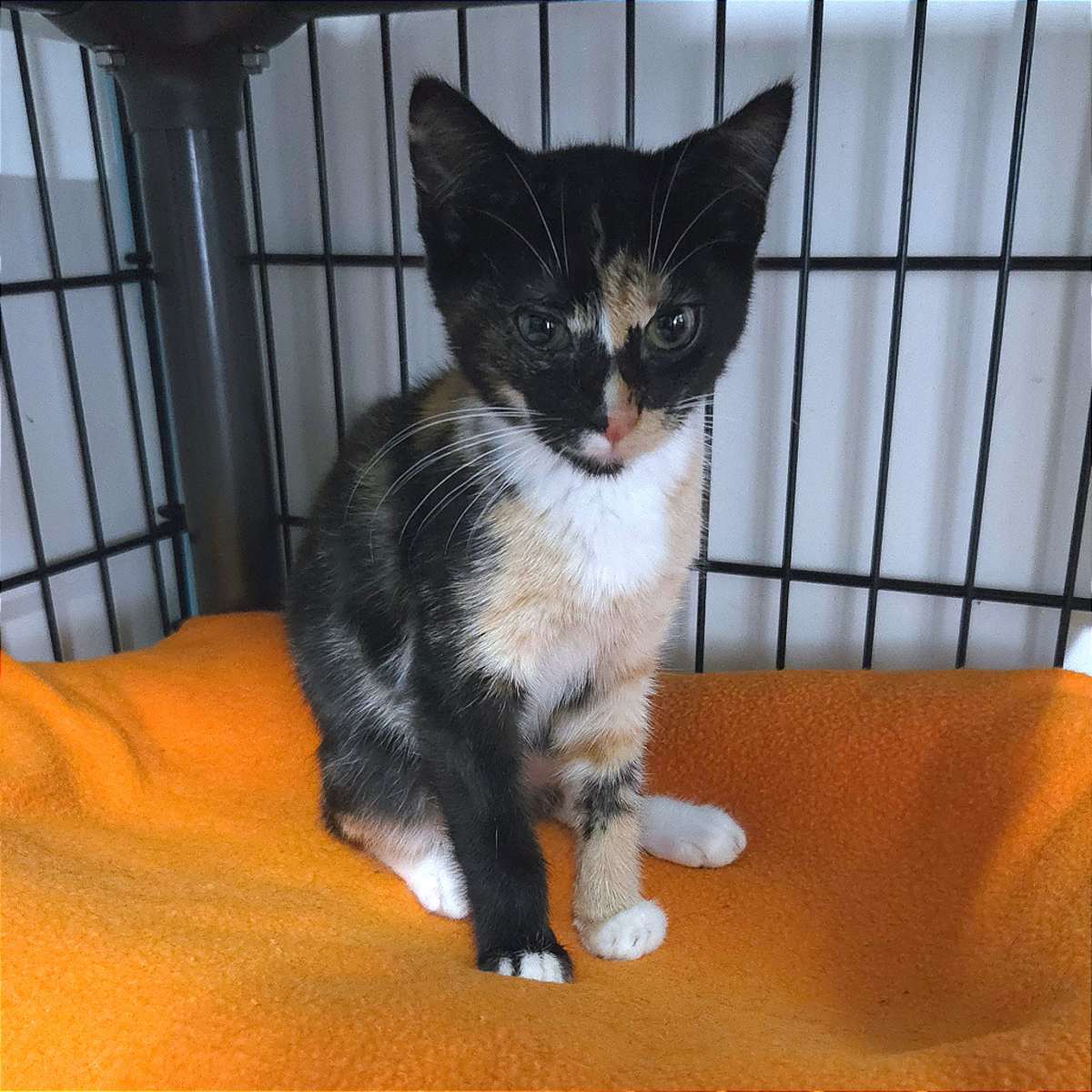 LILLEE - Domestic Shorthair available for adoption