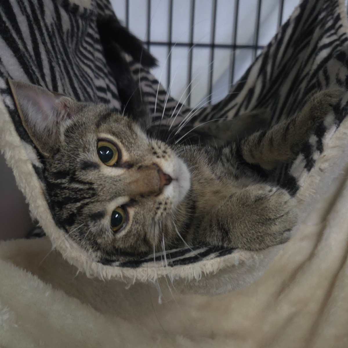 TANNER - Domestic Shorthair available for adoption