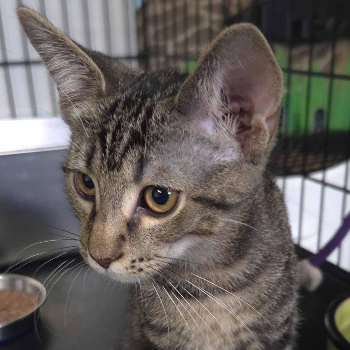 TANNER - Domestic Shorthair available for adoption