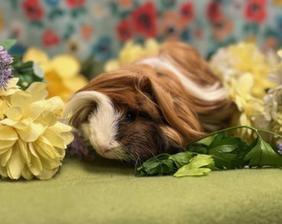 DALE - Guinea Pig available for adoption