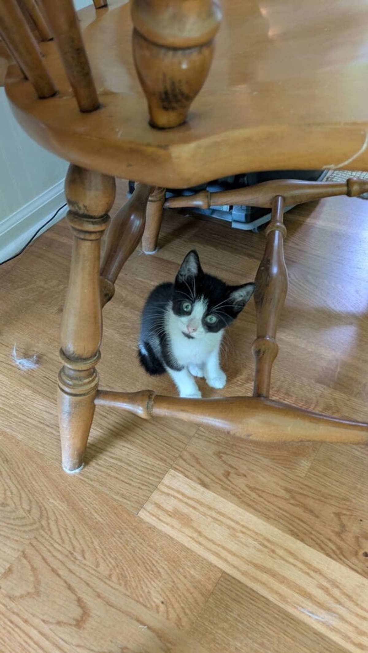 WUZZLE - Domestic Shorthair available for adoption