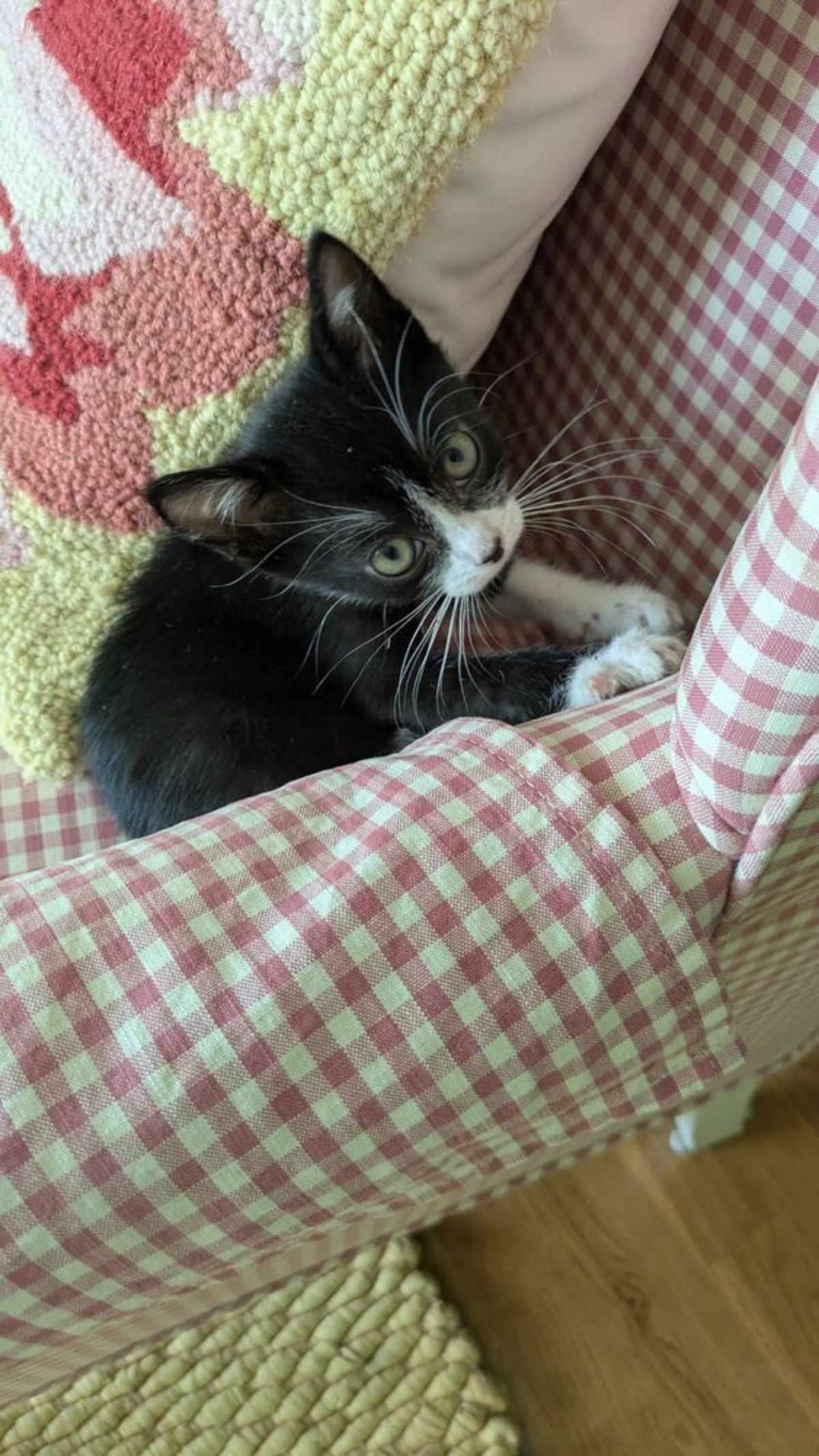 SNUZZLE - Domestic Shorthair available for adoption
