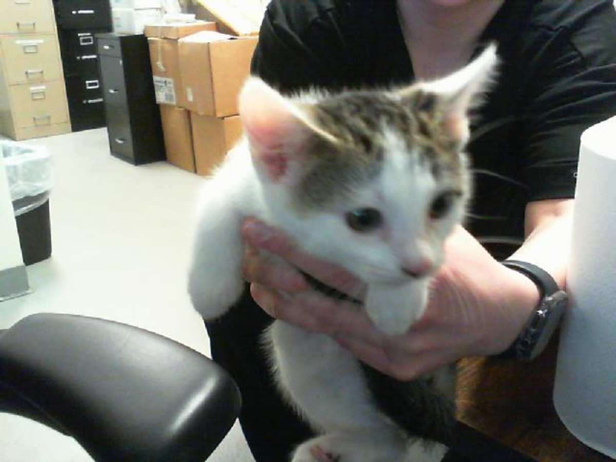 UNNAMED - Domestic Shorthair available for adoption