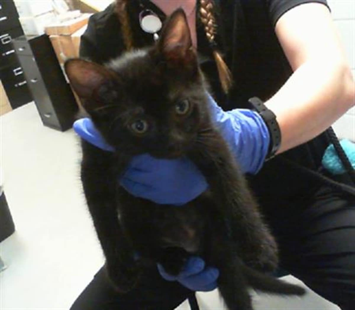 UNNAMED - Domestic Shorthair available for adoption