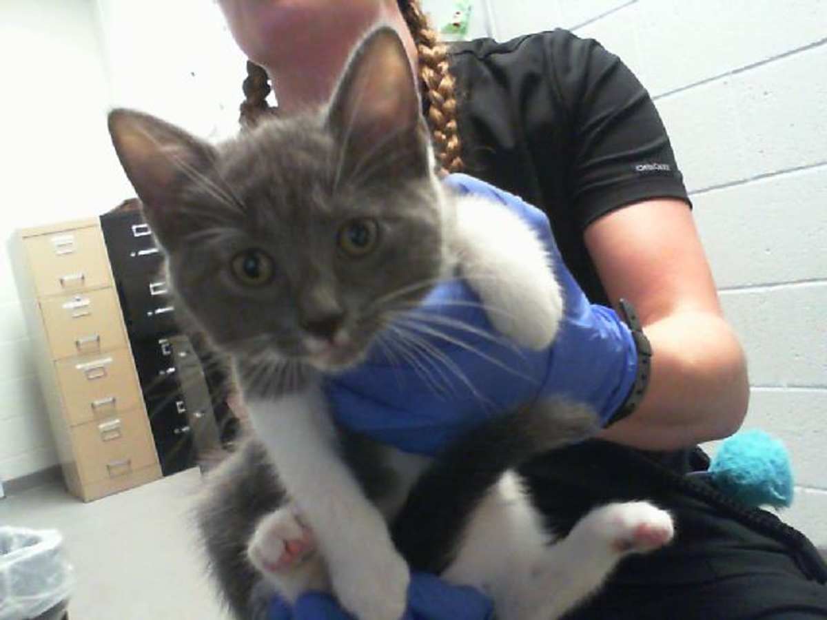 UNNAMED - Domestic Shorthair available for adoption