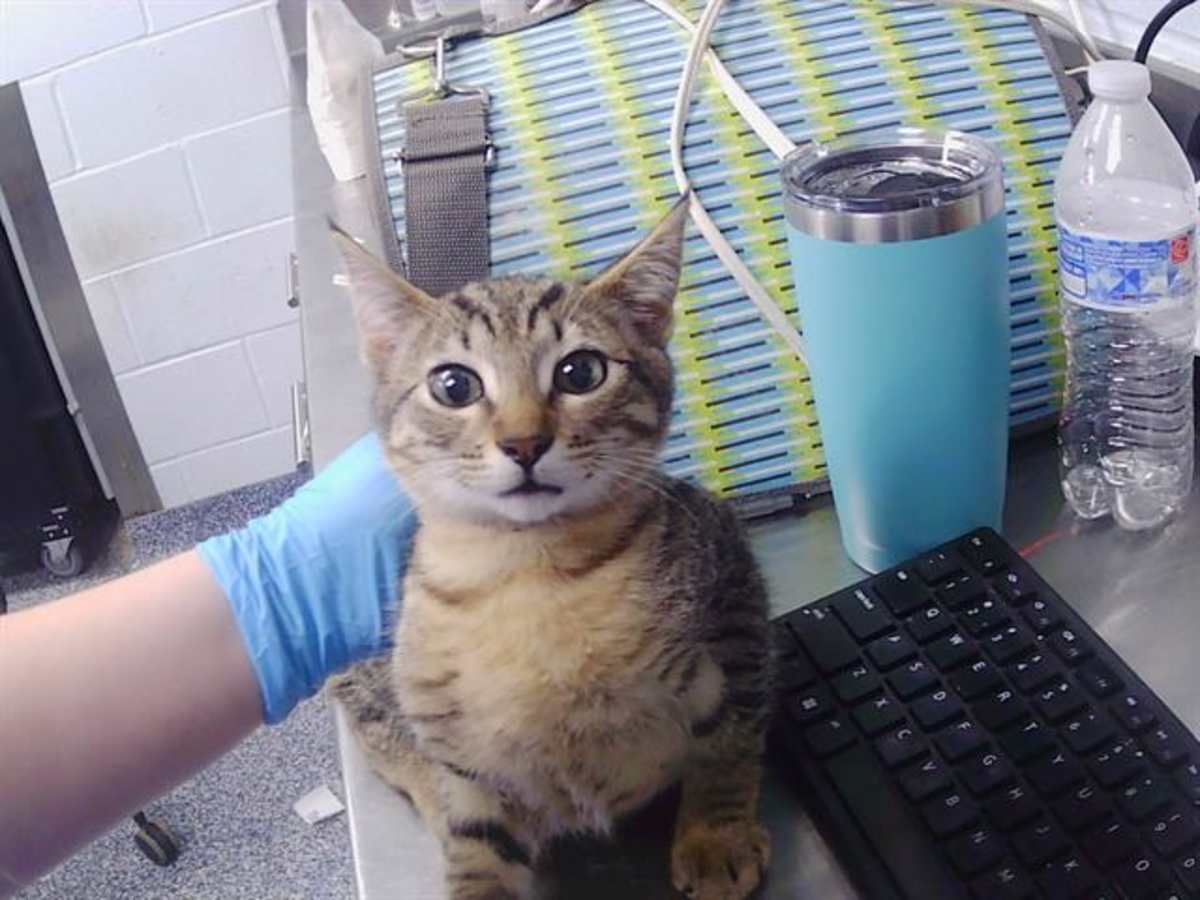 IRIS - Domestic Shorthair available for adoption