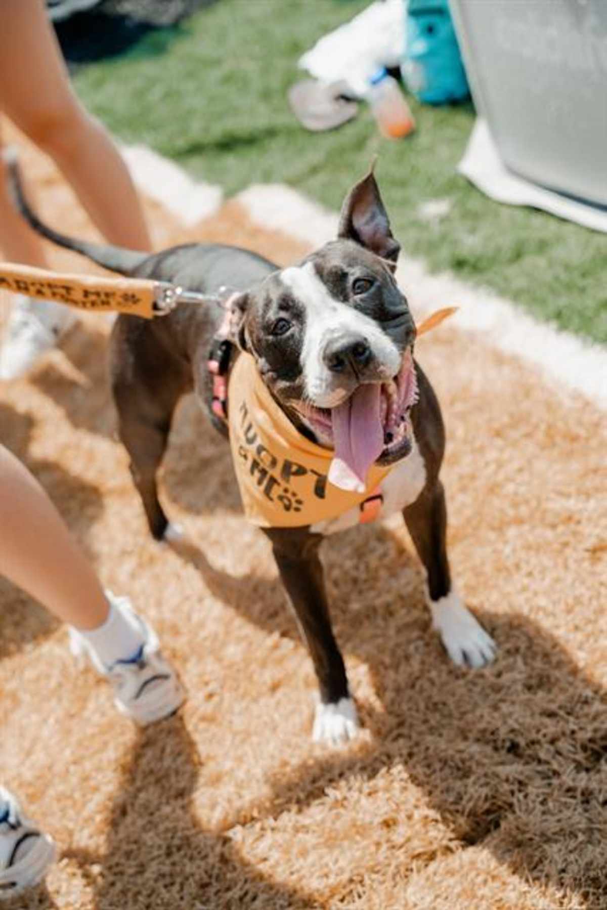 ZOEY - American Pit Bull Terrier available for adoption
