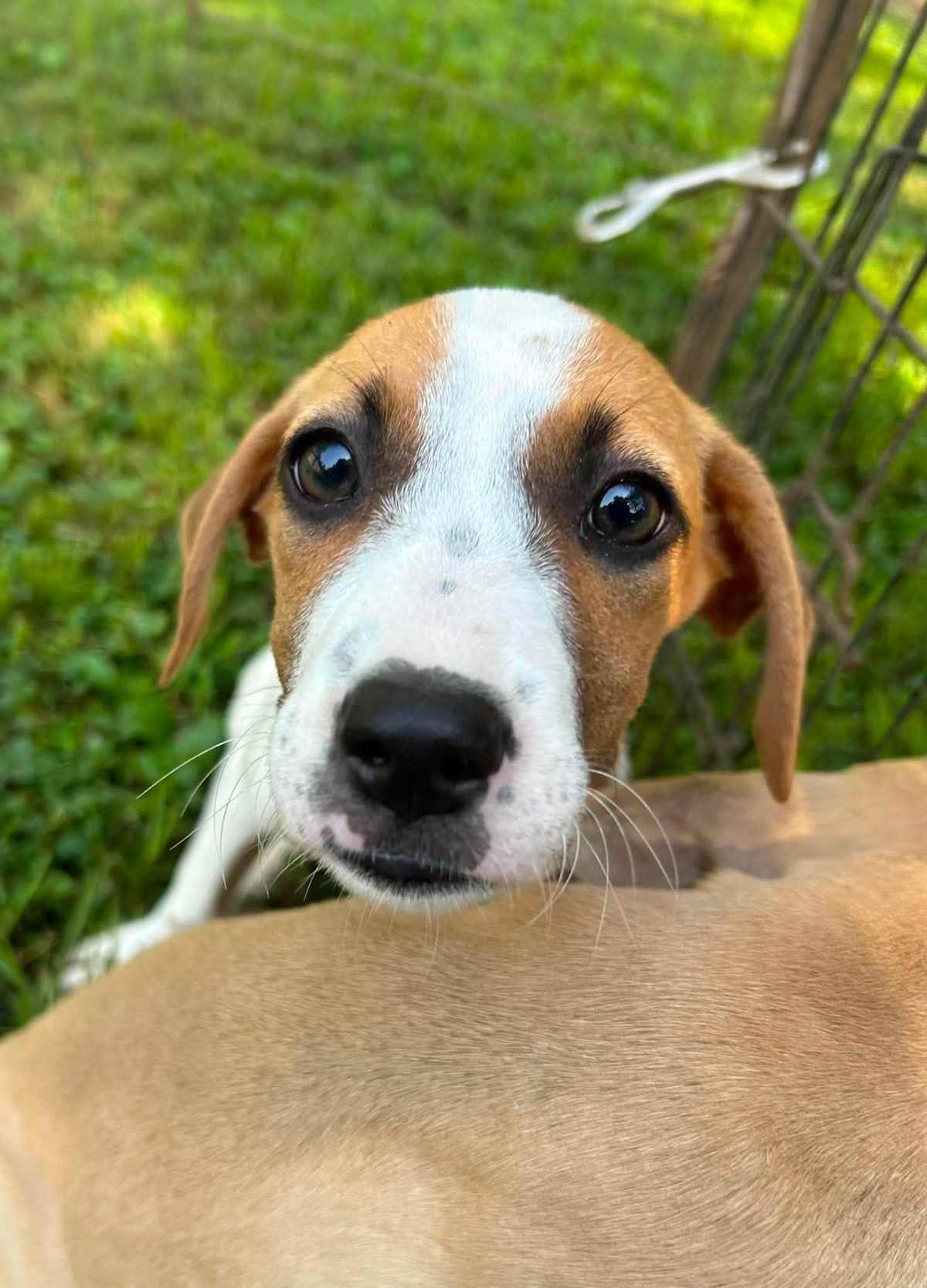 ANNA - Labrador Retriever / Boxer available for adoption