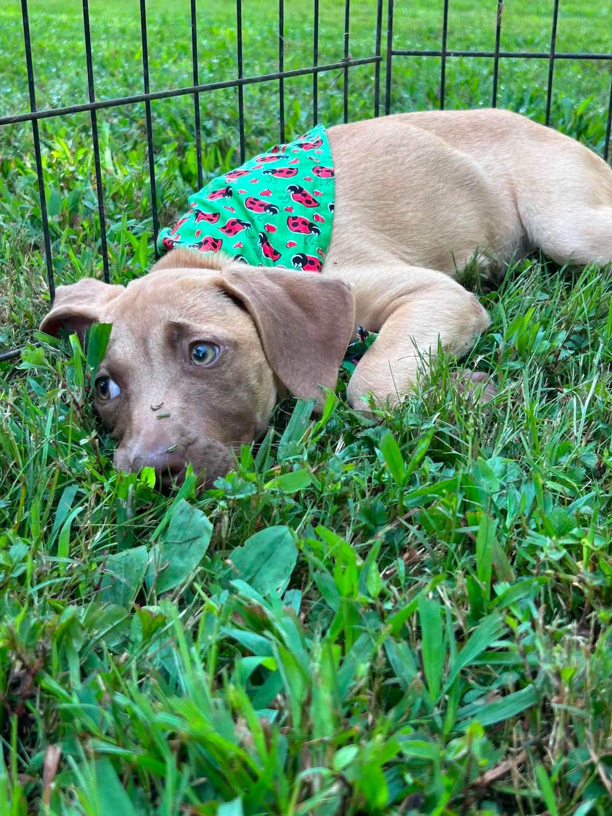ELSA - Labrador Retriever / Boxer available for adoption
