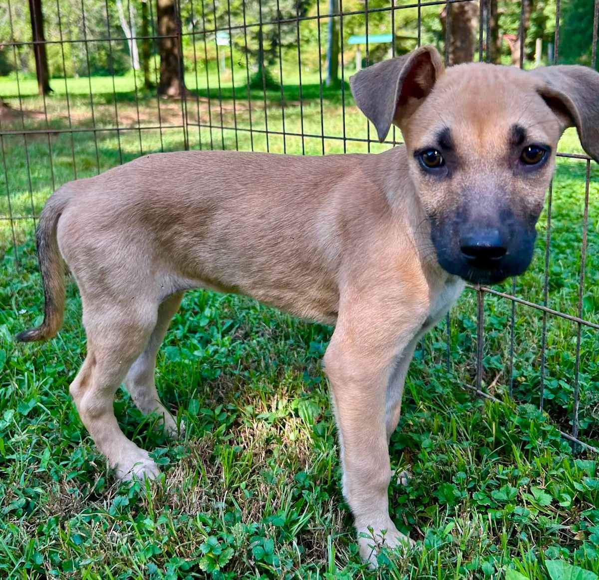 MERIDA - Labrador Retriever / Boxer available for adoption