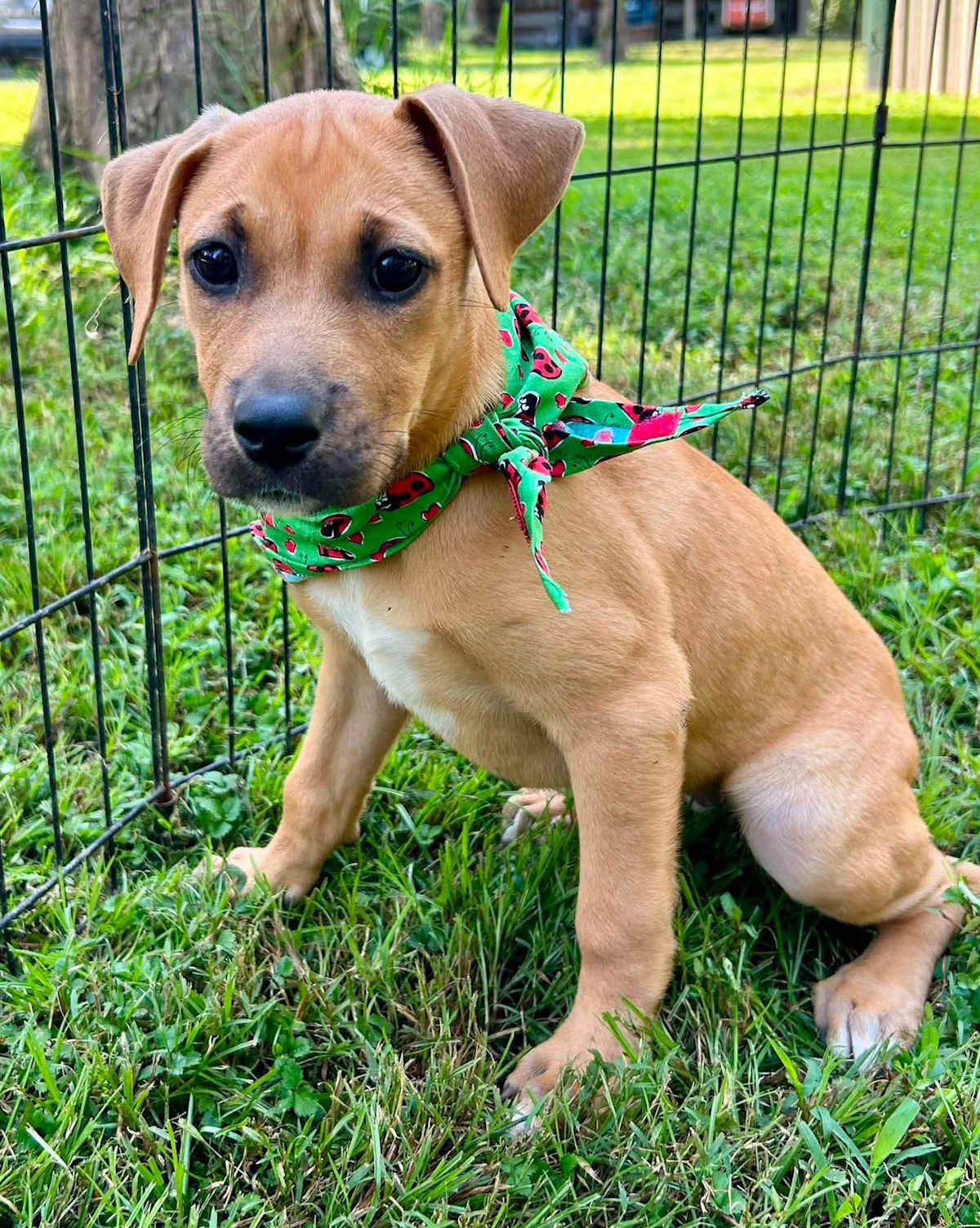 MIRABEL~ADOPTED! - Labrador Retriever / Boxer available for adoption