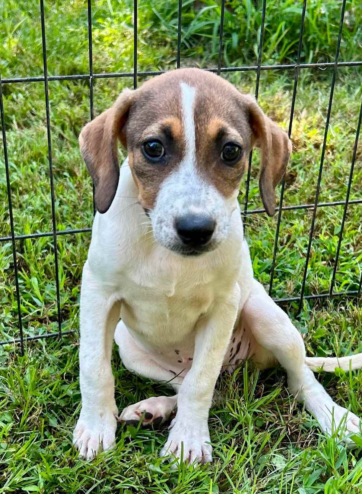 MOANA - Labrador Retriever / Boxer available for adoption