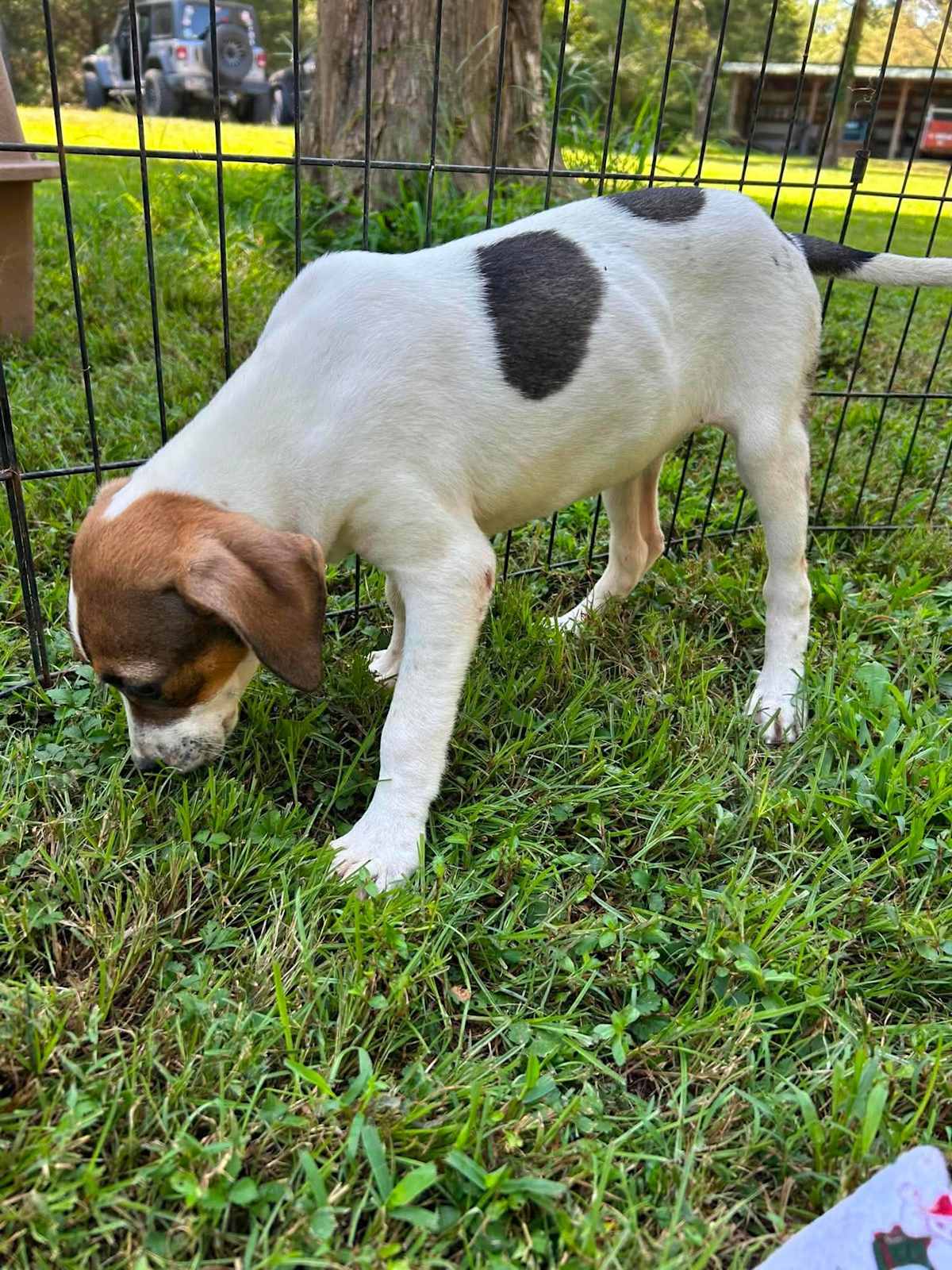 MOANA - Labrador Retriever / Boxer available for adoption
