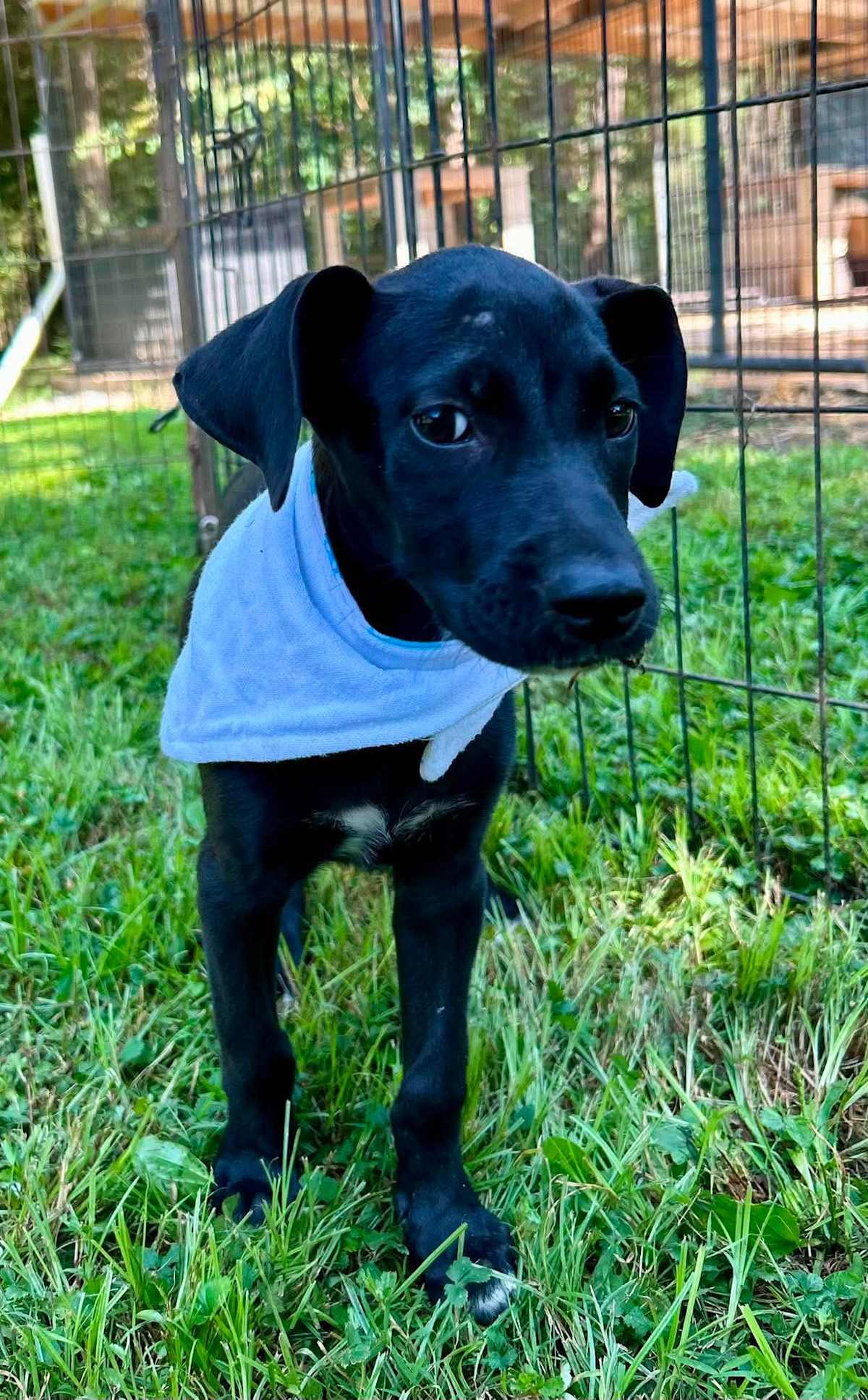 LILO - Labrador Retriever / Boxer available for adoption