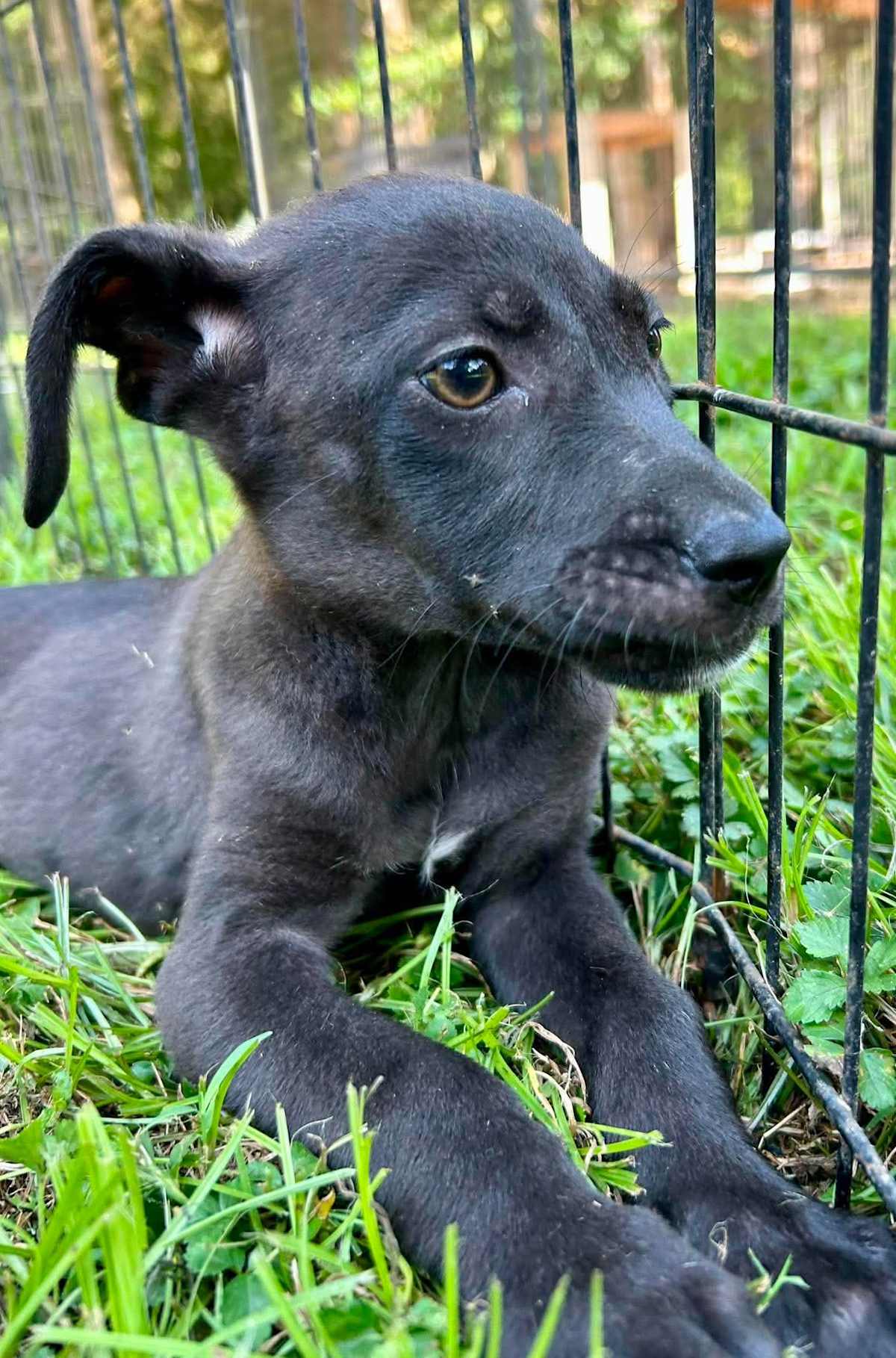 RAYA - Labrador Retriever / Boxer available for adoption
