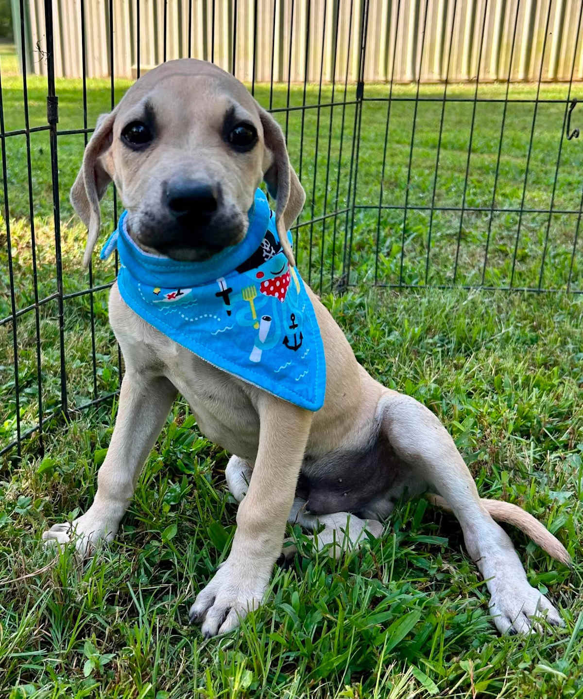ANDY~ADOPTED!