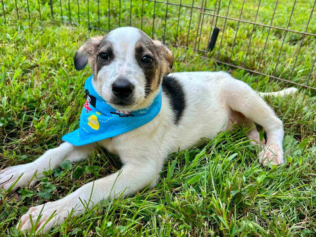 BUZZ~ADOPTED!