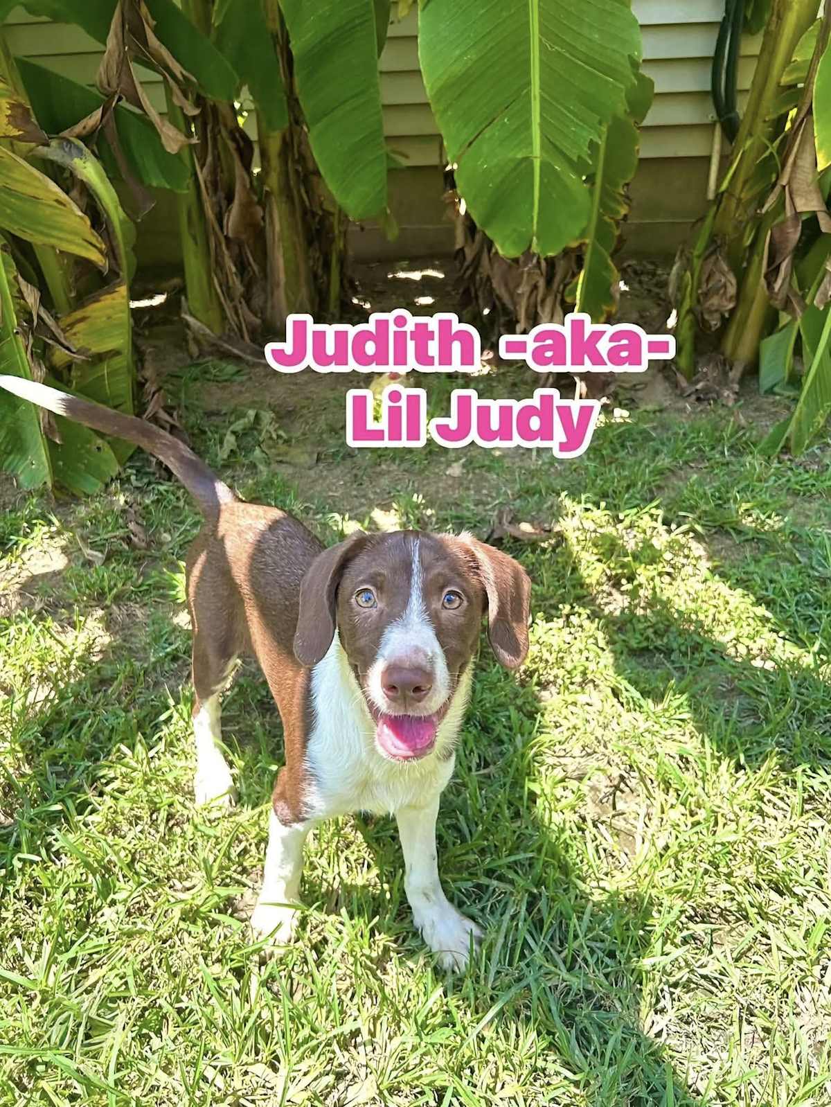LIL JUDY - Rat Terrier / Beagle available for adoption