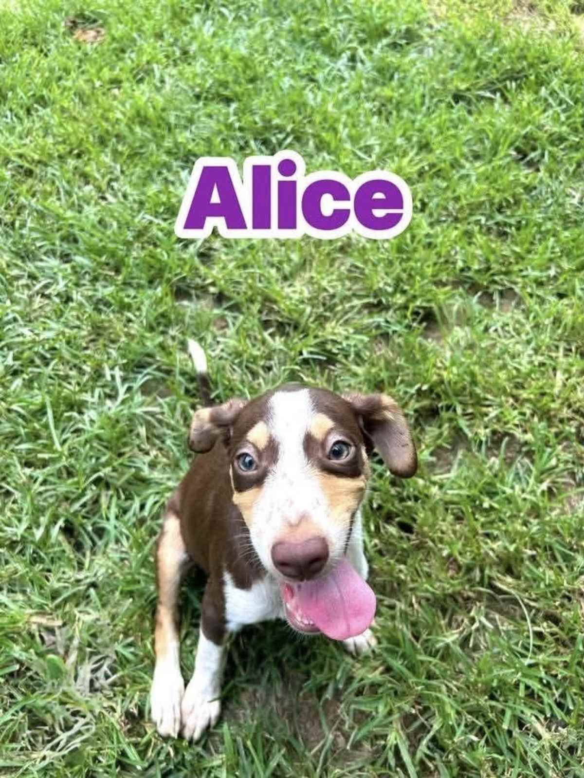 ALICE - Beagle / Rat Terrier available for adoption