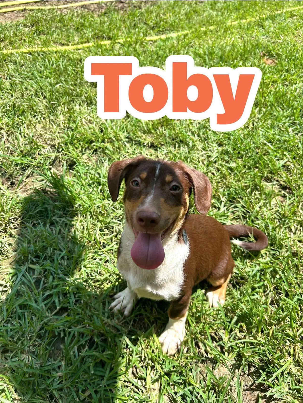 TOBY - Beagle / Rat Terrier available for adoption