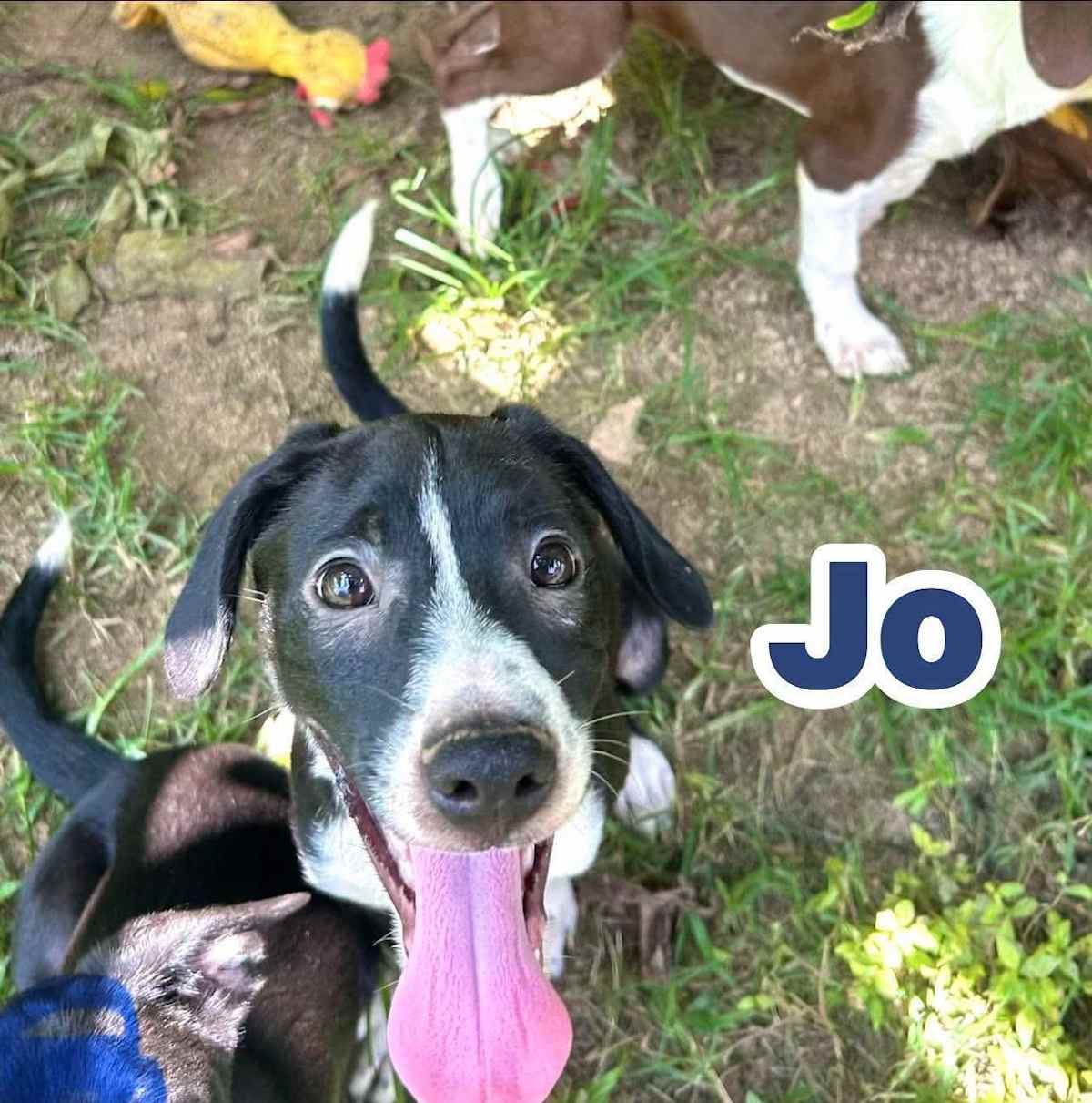 JO - Rat Terrier / Beagle available for adoption