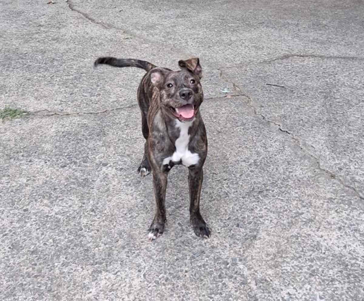 SHEILA - Mixed Breed (Medium) available for adoption