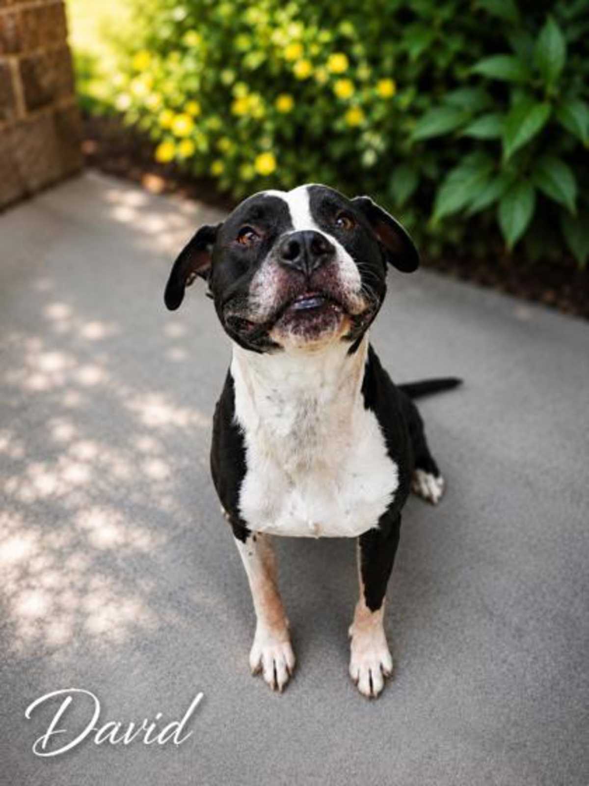 DAVID - Mixed Breed (Medium) for adoption in Greensboro