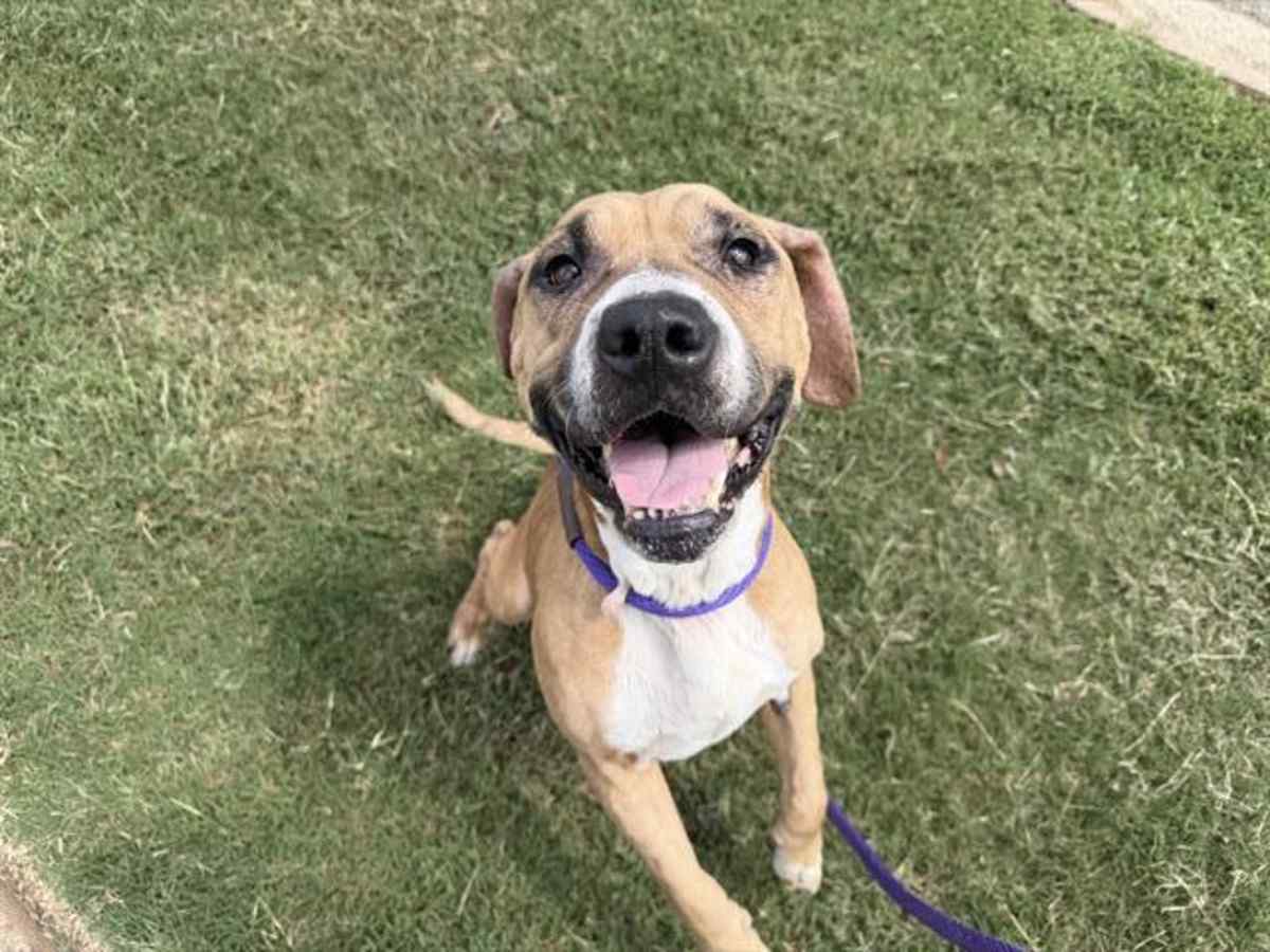 RORY - Mixed Breed (Medium) available for adoption