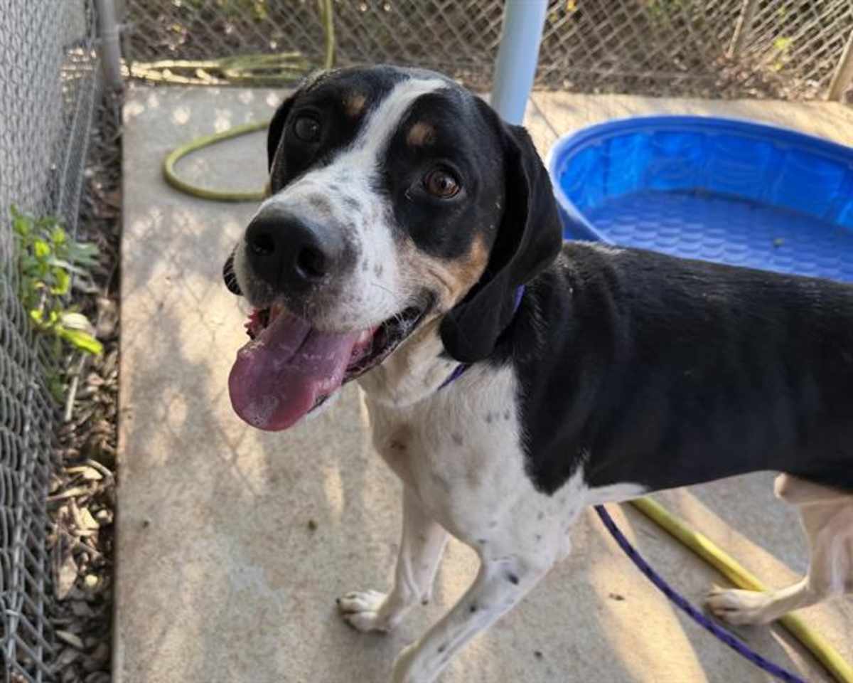LEROY - Treeing Walker Coonhound available for adoption