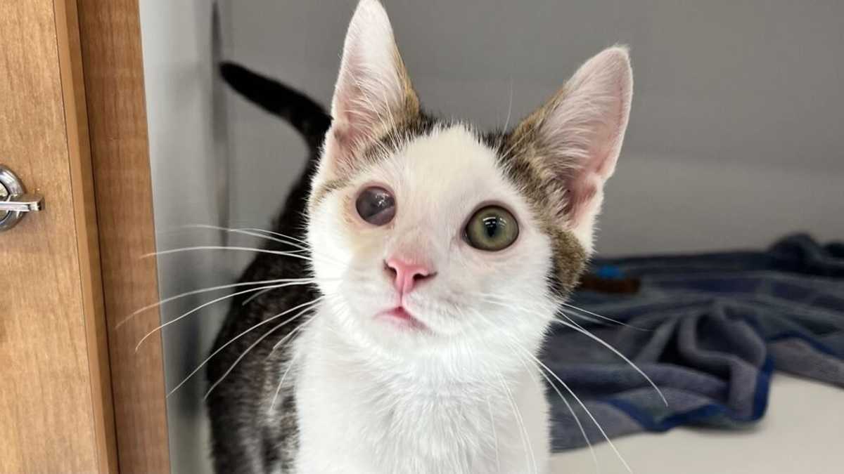 AL - Domestic Shorthair available for adoption